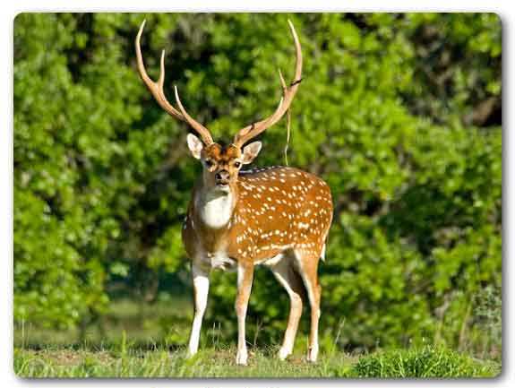  Telangana State animal, Spotted deer, Axis axis